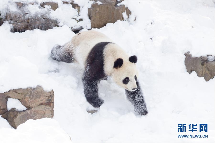 南京：熊猫“戏”雪