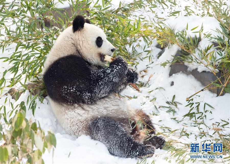 南京：熊猫“戏”雪