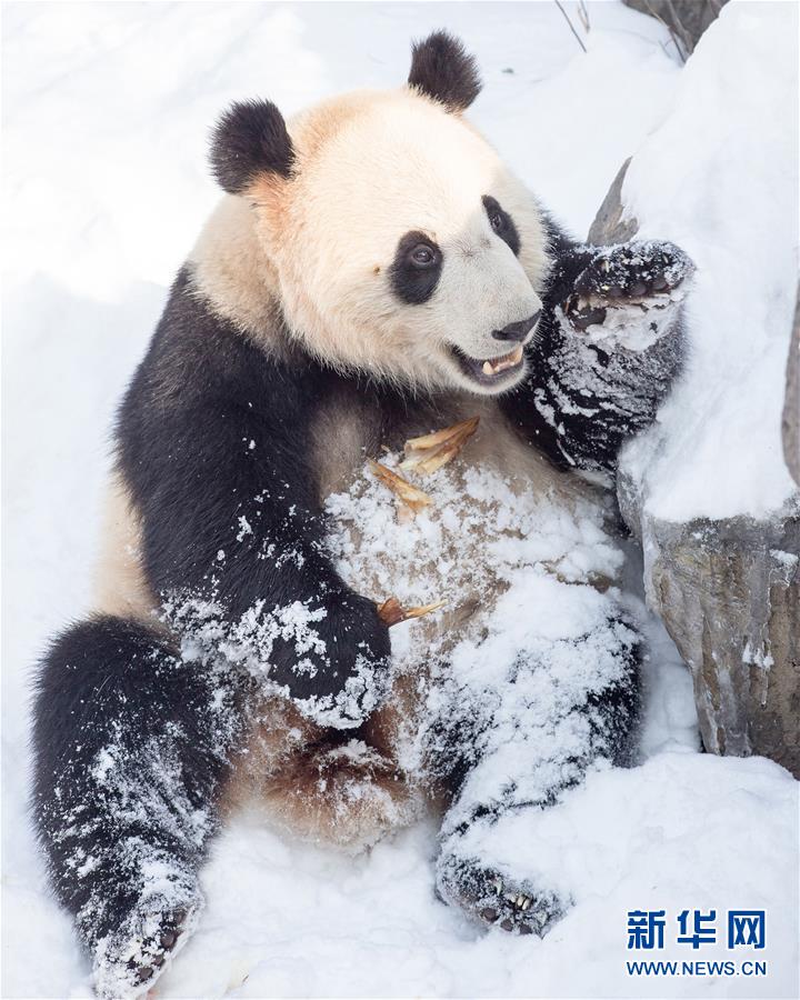 南京：熊猫“戏”雪