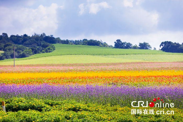 02【吉林】【原创】长春莲花山花海大道将于8月30日正式对外开放