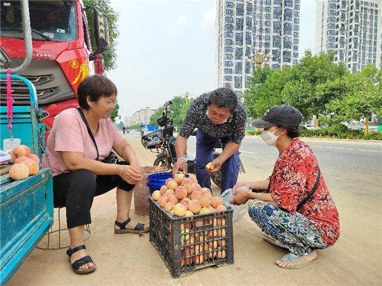 安阳汤阴：桃子丰收采摘忙 树梢挂满“致富果”_fororder_图片4