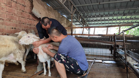 （有修改）【B】开封市尉氏县“超级奶爸”丁懿军：昔日贫困户 今朝致富带头人