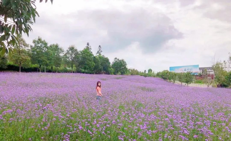 贵阳乌当羊昌花画小镇：四季花开美如画