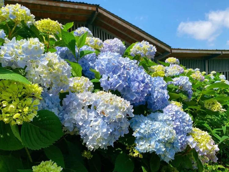 贵阳乌当羊昌花画小镇：四季花开美如画