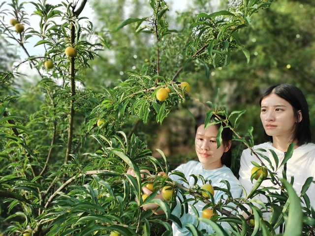 广西：夏日荷塘飘香引客来