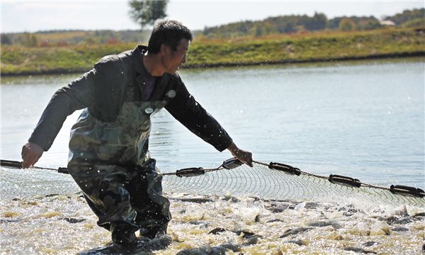 北鱼南销 方正银鲫“游”向全国