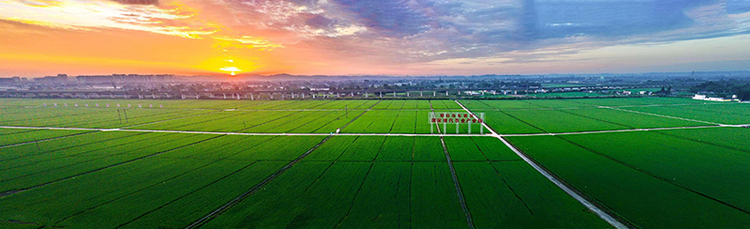 原产地｜眉山永丰村：芬芳夏日 景美如画_fororder_夕阳与水稻构成绝美画卷-供图-东坡区融媒体中心（2）