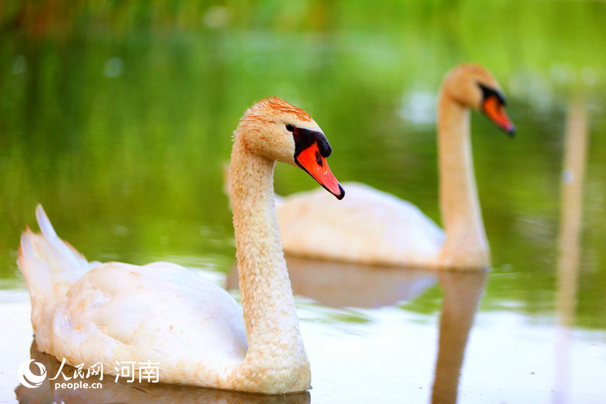 郑州北龙湖：碧波荡漾 天鹅欢畅