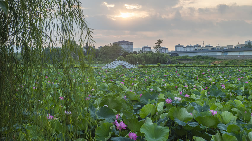 广西田东：夏日荷花别样红