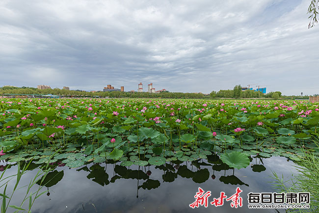 又到赏荷季 张掖甘州区润泉湖“荷”你有约_fororder_1