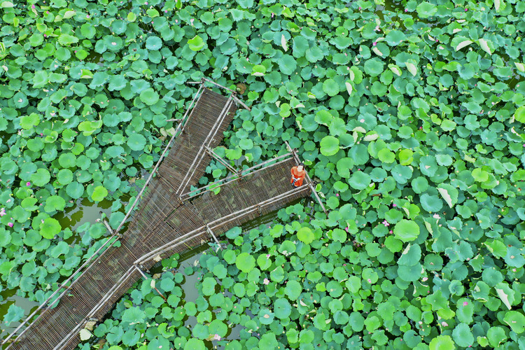 蚌埠市五河县：莲花红，乡村兴_fororder_DJI_0837