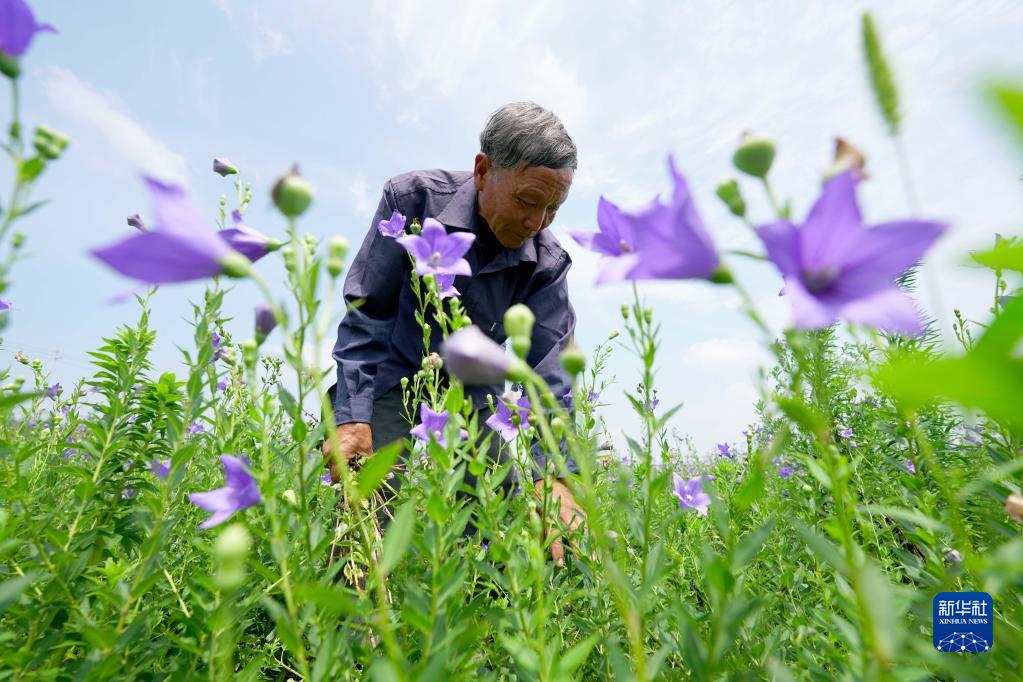 河北临城：太行山下中药飘香