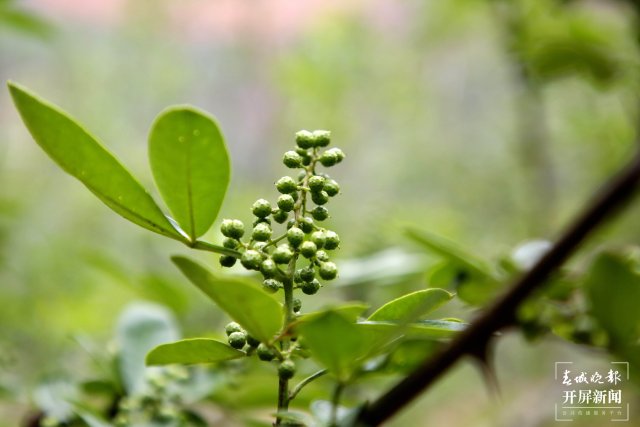 曲靖会泽：特色水果时鲜蔬菜俏销市场