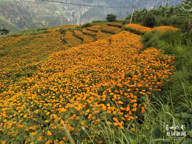 昆明禄劝4万多亩万寿菊迎来盛花期