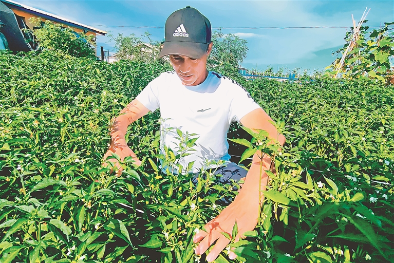 延寿小辣椒点燃致富新希望