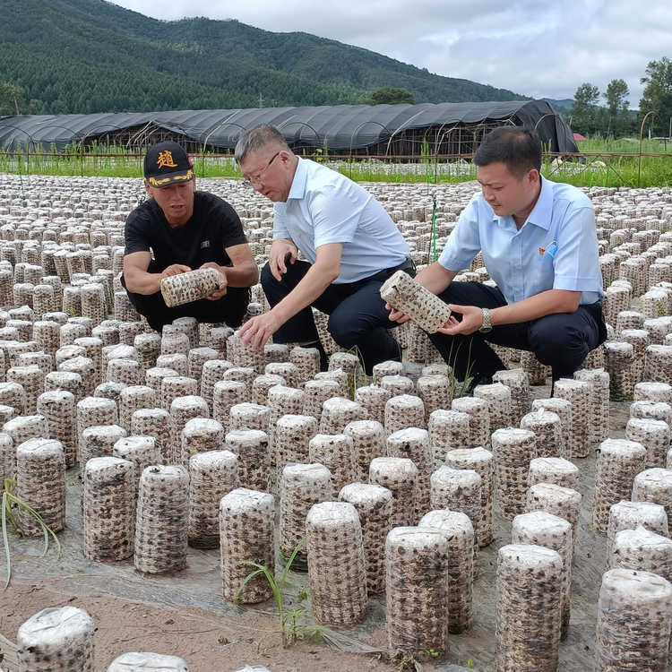 建设银行牡丹江分行特色“木耳贷” 助小木耳成致富“黑金”_fororder_图片8