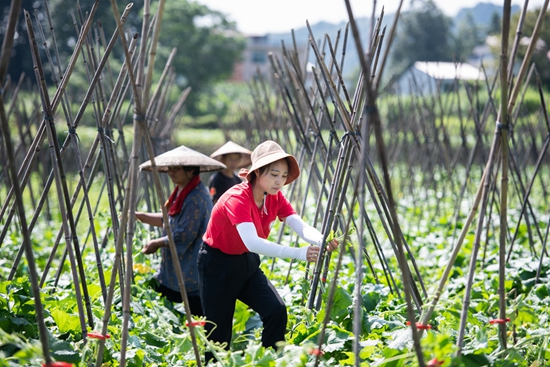 贵州天柱“95后“易地扶贫搬迁户曾翠婷：带动800人稳定就业 助力产业蓬勃发展_fororder_天柱县联山街道农民劳务队在渡马湾场拉瓜蔓上架。