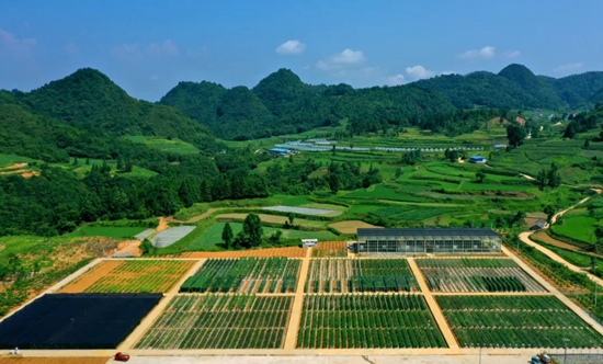 （供稿）贵州都匀摆茶科研基地进入大田管护关键期_fororder_微信图片_20220711160417