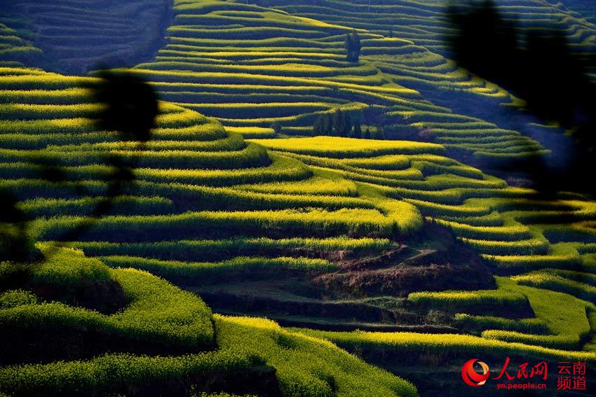 云南罗平：万亩油菜花娇艳绽放 “东方花园”名不虚传