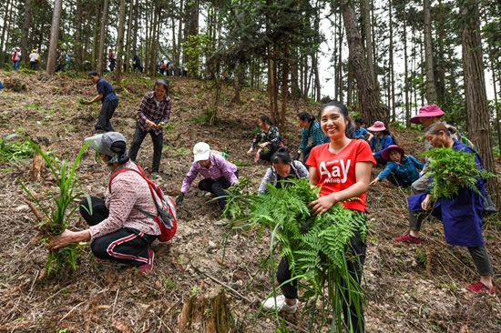 贵州天柱“95后“易地扶贫搬迁户曾翠婷：带动800人稳定就业 助力产业蓬勃发展_fororder_天柱县联山街道农民劳务队在将军坡中药材基地务工。