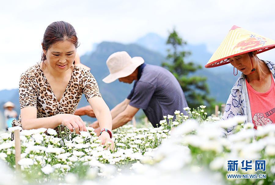 重庆：七月田间采菊忙 一路芬芳助增收