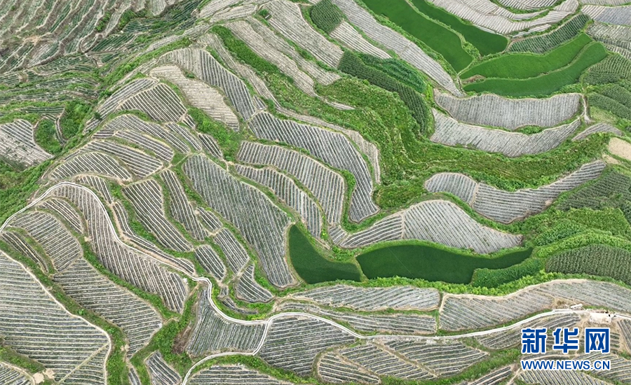 重庆：七月田间采菊忙 一路芬芳助增收