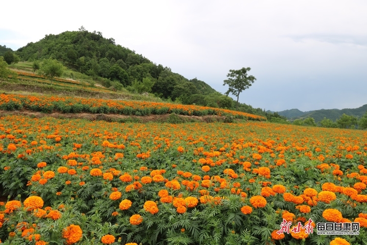 陇南成县鸡峰镇：万寿菊丰收 花农笑开“花”_fororder_1