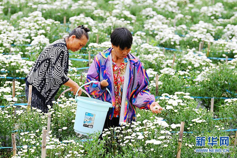 重庆：七月田间采菊忙 一路芬芳助增收