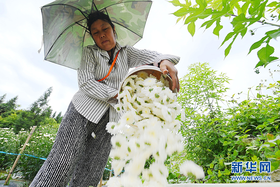 重庆：七月田间采菊忙 一路芬芳助增收