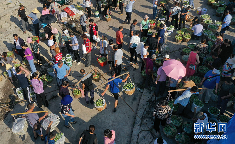 重庆巫山：夏日脆李成熟 江边果市繁忙