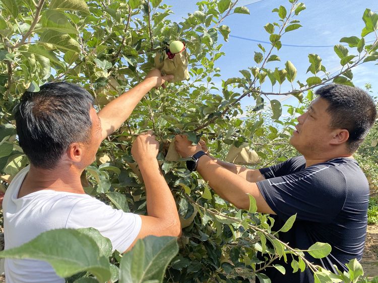 电商助力产业兴 山地苹果富柳林