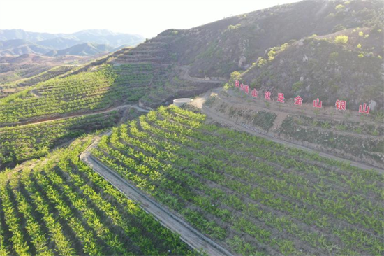 葫芦岛碱厂乡供电所：保电力 守一线 让红南果梨香飘乡村致富路_fororder_图片2