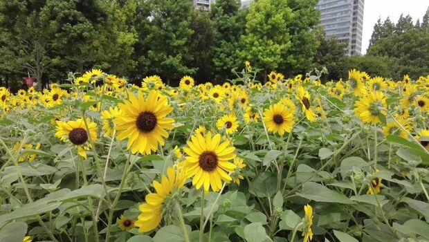 【轮播图】打卡一波向日葵花海 申城这些地方推荐赏花