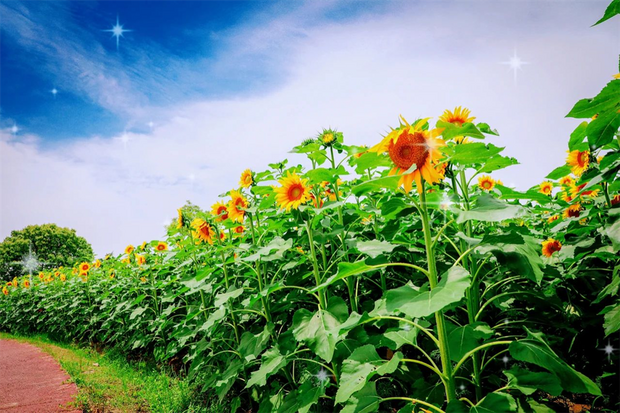 【轮播图】打卡一波向日葵花海 申城这些地方推荐赏花