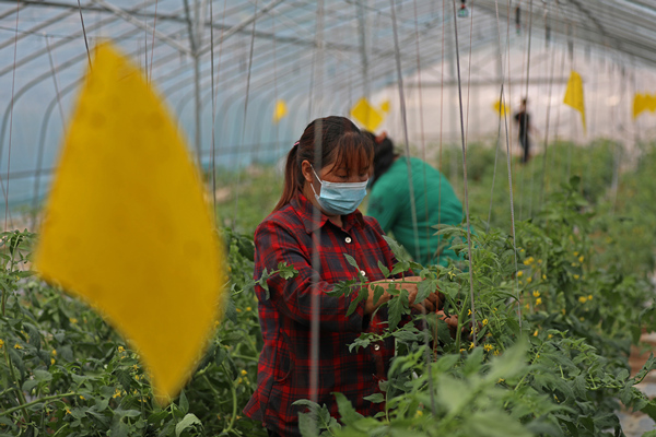 【转载】重庆彭水：高山蔬菜鼓起农民钱袋子