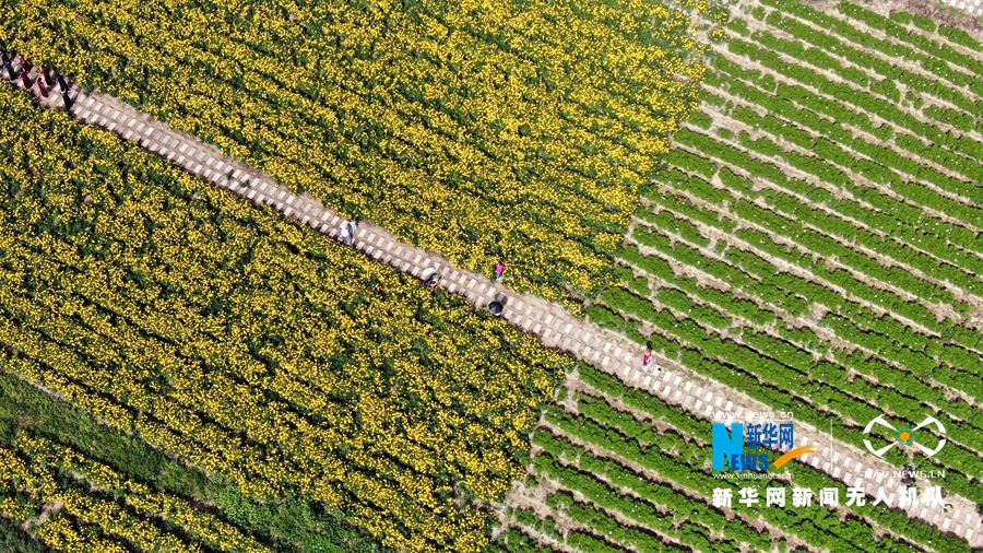 【“飞阅”中国】甘肃宕昌：花卉经济助农增收_fororder_3.JPG