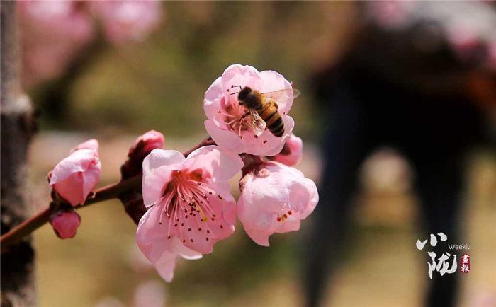 甜蜜桃”敲开“致富门” 天水秦安做强蜜桃产业助力乡村振兴_fororder_6