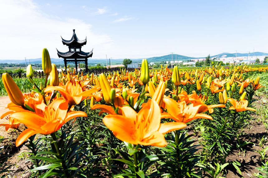 双鸭山：紫云花正浓 百合惹人醉