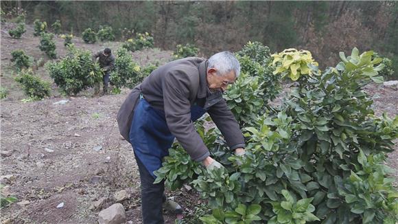 【区县联动】【武隆】武隆1200亩低山蜜柚冬季管护 助力果农增收【区县联动】武隆1200亩低山蜜柚进行冬季管护