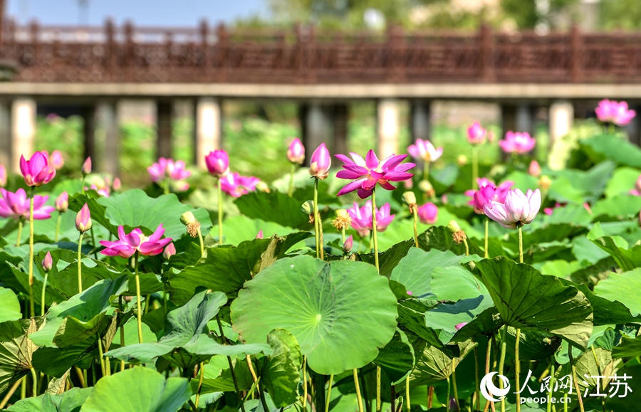 江苏徐州：微山湖畔荷花香 楼山湾里旅游旺_fororder_1