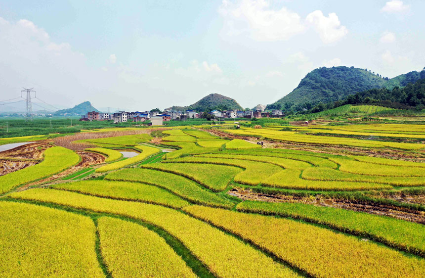 广西：早稻飘香 “丰”景如画