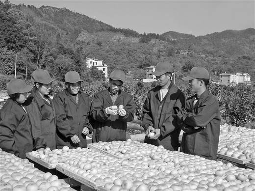 【广西要闻】（首页标题）广西新型职业农民培育 新农人驰骋八桂田野（内容页标题）5万新农人驰骋八桂田野——广西新型职业农民培育速写（摘要在文末）