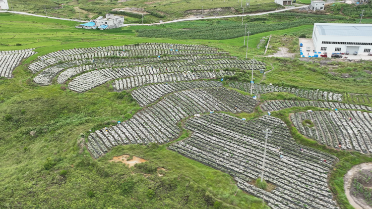 （供稿）贵州平塘大塘镇菊花上市 预计产值300万_fororder_菊花基地