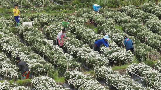 （供稿）贵州平塘大塘镇菊花上市 预计产值300万_fororder_菊花基地一角