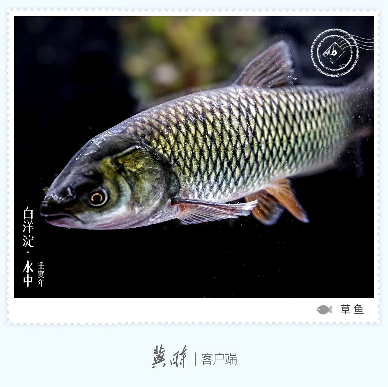 白洋淀： 鱼翔浅底 绿水逶迤