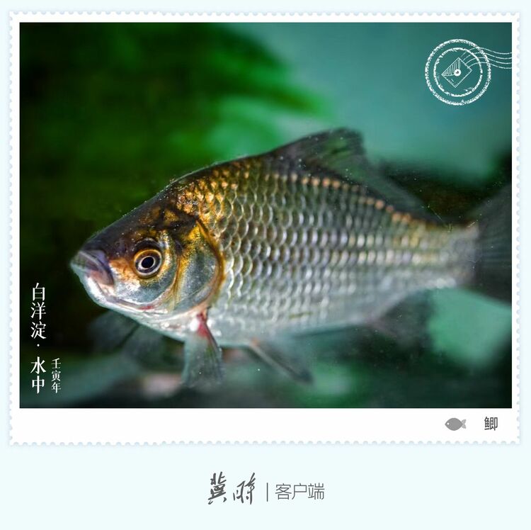 白洋淀： 鱼翔浅底 绿水逶迤