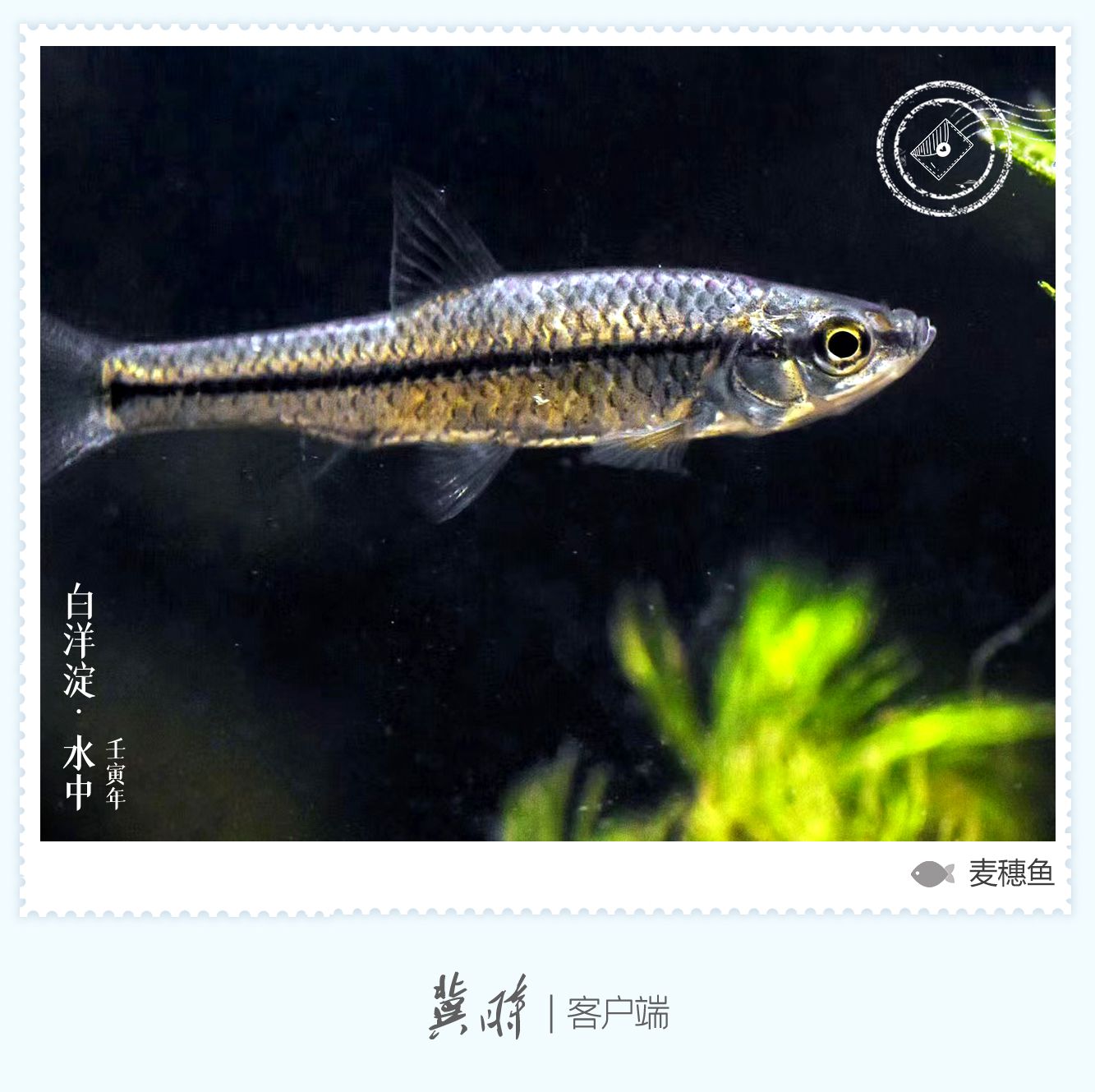 白洋淀： 鱼翔浅底 绿水逶迤