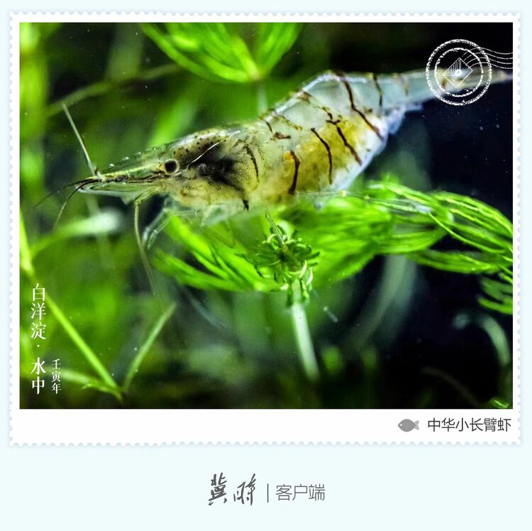 白洋淀： 鱼翔浅底 绿水逶迤