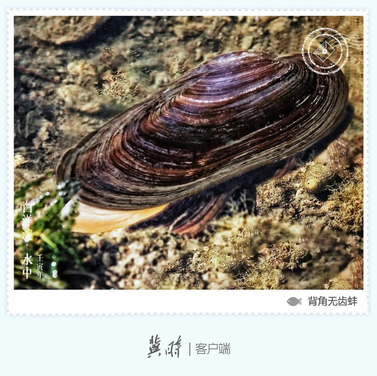 白洋淀： 鱼翔浅底 绿水逶迤