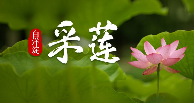 明信片·如面 | 七月，白洋淀里采莲忙！